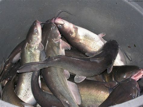 frozen fish cat